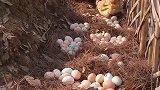 养了才几百只鸡，一晚上就这么多鸡蛋，感觉要发财了！
