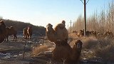 戈壁野骆驼