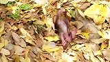 猴妈遗弃了它，新生儿哭着找妈妈，可怜的孩子