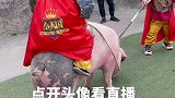 小人国，国王原来是这样上座驾的，表演已经开始，点开头像看直播
