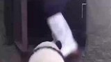 可爱萌宠这不是一般的调皮
