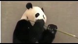 熊猫：是竹子先动的手，吓坏宝宝了，我决定多吃一根
