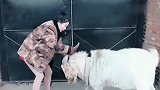 实拍一只不安分的羊