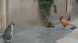 公鸡堵门口找猫咪打架，猫咪打架太敷衍了