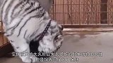 初生牛犊不怕虎，黄牛走进虎园，最后的结果让人哭笑不得！