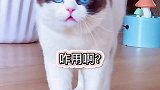到底该换饮水机还是换猫会说话的猫萌宠出道计划萌宠高阶技能挑战创作灵感成长力计划萌宠猫