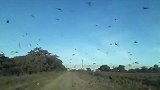 密恐慎入！南美蝗灾蔓延阿根廷多地 邻国巴西告急