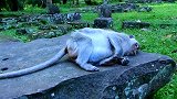 最老的猴子太老了，走不动了总是没力气