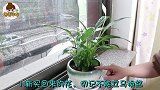 新买的花换盆有讲究，学会这几招，花儿易成活