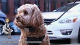 丈夫嫌弃妻子养了41条狗闹离婚 丈夫：选我还是狗？