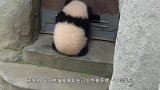熊猫宝宝在动物园里乱跑，被熊猫妈妈发现后，搞笑