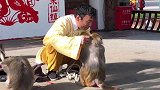 猴子拉耳朵了