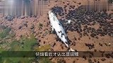 一只海豚搁浅在海滩上,被螃蟹发现后,场面太壮观！