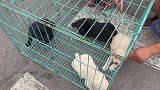 市场好狗根本不等人，亮哥犹豫的机会都没有，这边拍摄那边没狗了