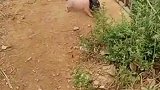 这个绝对不是亲生的