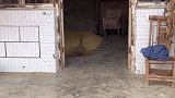 四川方言搞笑究竟是谁的错