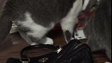 猫：你不给我带小鱼干，我自己拿钱去买！