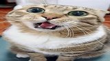 家庭饲养肥猪公然伤人，是猪性扭曲还是道德沦丧猫