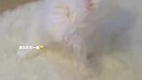 让你看看美貌猫咪的另一面