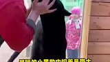 暴躁的小黑豹由饲养员带大