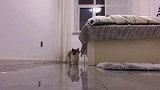 这一天天也太欢乐了哈哈哈哈哈哈哈矮脚猫 迷惑行为大赏 沙雕 家有傻猫