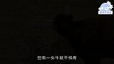 牛迷恋上吃仙人掌，一边吃一边痛，骆驼看到估计很想笑