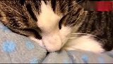 猫咪打着呼噜睡得正香，主人一说吃罐头立刻睁眼舔嘴，吃货一枚！