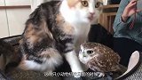 猫咪与猫头鹰一见钟情，成为了好朋友，老鼠：一条活路都不留吗？