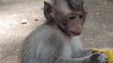看着可怜的猴子，是哪一只猴子伤了它