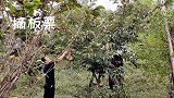 种了四年的板栗树，农村小伙用竹篙一打，捡了一大竹筛