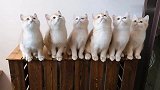 猫咪合唱团集训视频，摇头的样子能萌化人心