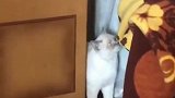 猫：咋回事，摔疼我了！
