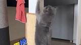 家里有只爱惹事的猫是种什么体验