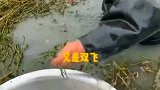 这么冷的天抓鱼，真厉害呀！