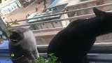 这一群猫真的无法无天了，排队等着从窗户跑出去，真是心累啊