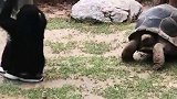 活了岁的老乌龟，被小猩猩百般羞辱，叔可忍婶不可忍！