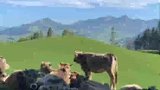 住在山顶的瑞士牛