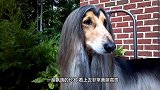 本以为地上是个拖把，结果敲门声一响，“拖把”居然动了