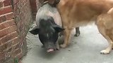你这二狗子在干嘛你是认真的吗，跨越种“猪”的爱情是不可行的啊