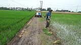 农村大哥51亩水稻全人工栽培，下田施肥不穿鞋，这是为什么？