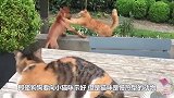 站都站不稳的小橘猫，跑来撩大狗：我可爱吗？下一秒憋住别笑