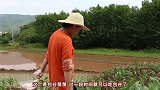 小雨做了蒜泥白肉，大块大块的肥肉特别下饭，大口大口吃好爽