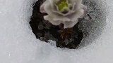 这种花很顽强，谁知道是什么花