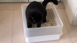 见过和猫砂盆一样大的猫，原来黑色显瘦，不信你看一下这对比！