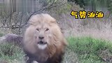 摄影师作死拍摄狮子，没想到狮子不好惹，后悔也来不及了