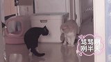 灰甜之战第一回合灰灰胜