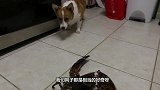 主人买来活龙虾，柴犬看后的反应太逗了，一定忍住别笑