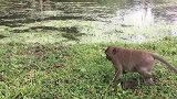 伤心地看到宝宝哭着几乎倒在树上，大猴子也不管管