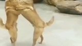 看狗狗打架这气势