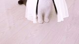 猫 真美 星探家 一秒钟变白娘子